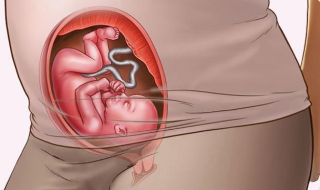 22 graviditetsvecka vilken trimester