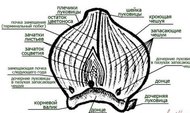 Biljka tulipana: botaničke karakteristike i struktura